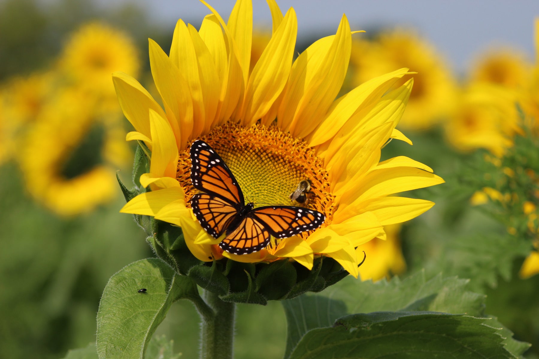 Butterfly Bee on Sunflower Wall Mural