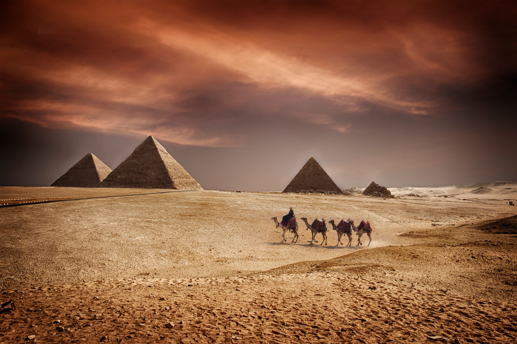 Pyramids of Giza and Camels Egypt Wall Mural