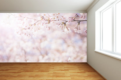 Cherry Blossoms Wall Mural