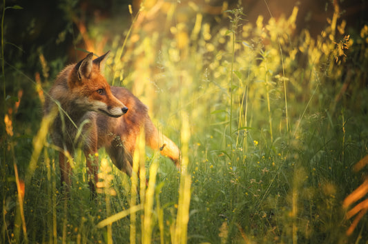 Fox in Summers Field Wall Mural