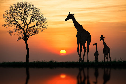 Giraffes in Sunset Wall Mural