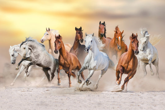 Horse Stampede in Desert Wall Mural