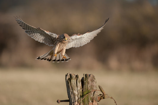 Kestrel Landing on Post Wall Mural