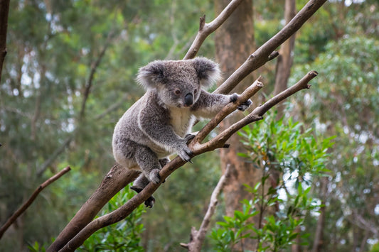 Koala Bear Climbing Wall Mural