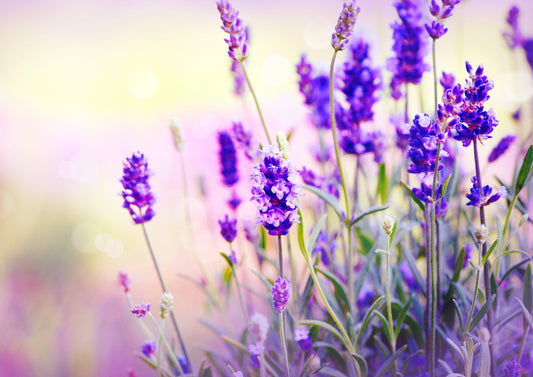 Lavender Field Wall Mural