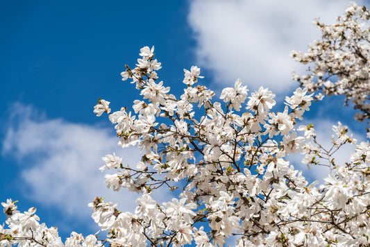 Magnolia Tree Wall Mural