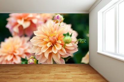 Orange & Yellow Dahlia Wall Mural