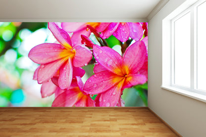 Pink Frangipanis Wall Mural