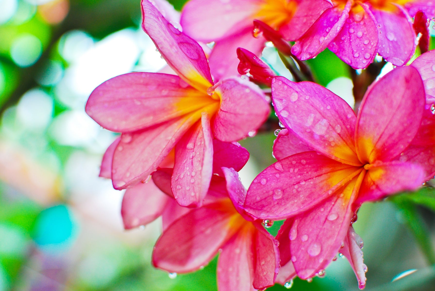 Pink Frangipanis Wall Mural