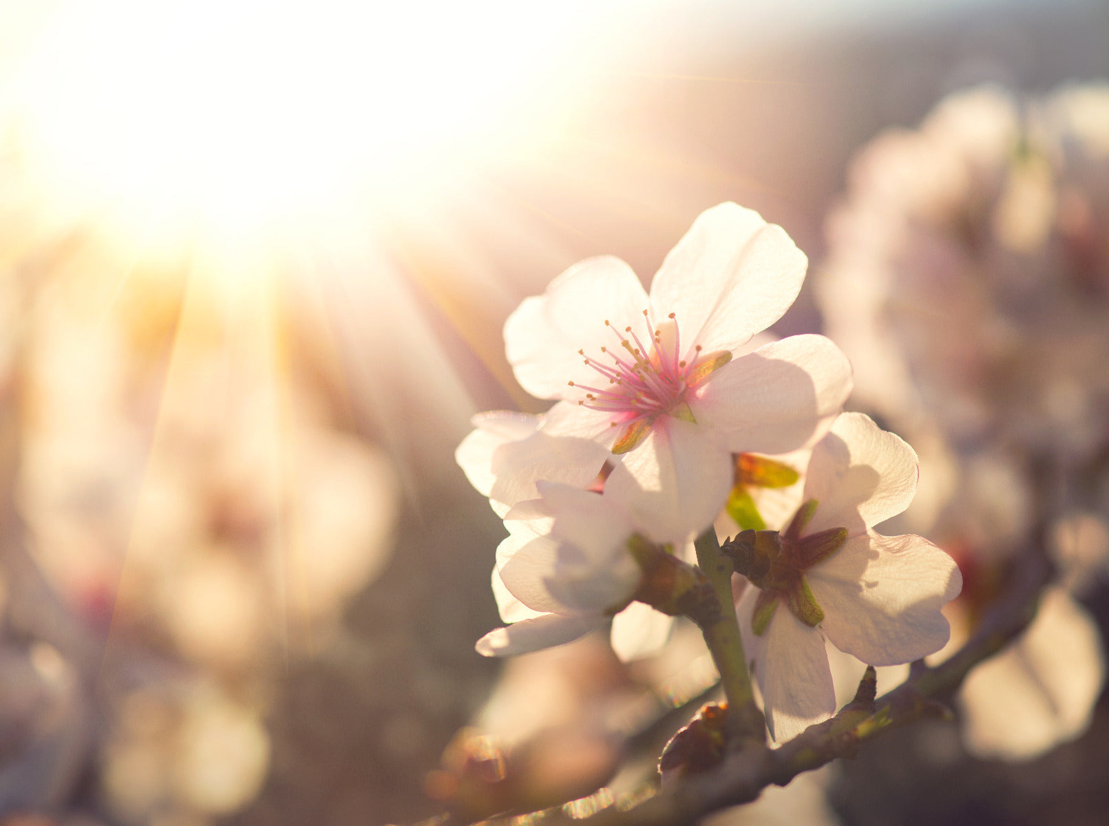 Spring Blossom Wall Mural