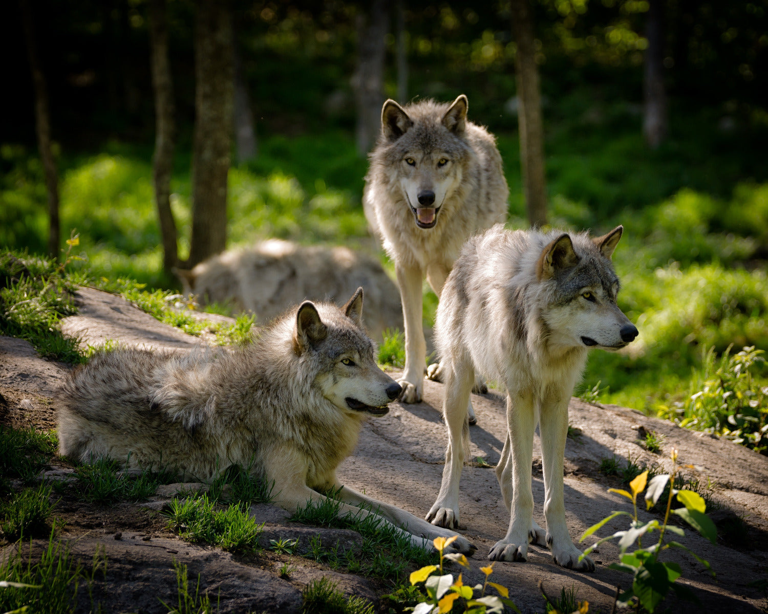 Wolf Pack Wall Mural