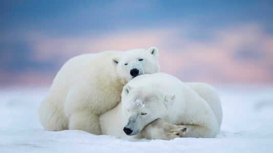 Sleeping Polar Bears Wall Mural